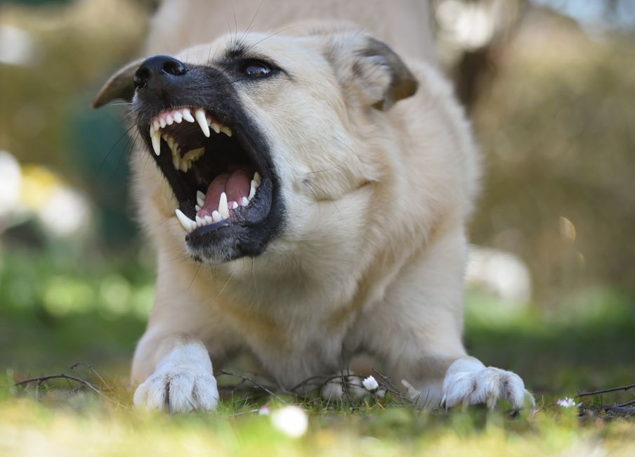 Feasterville animal attack lawyer