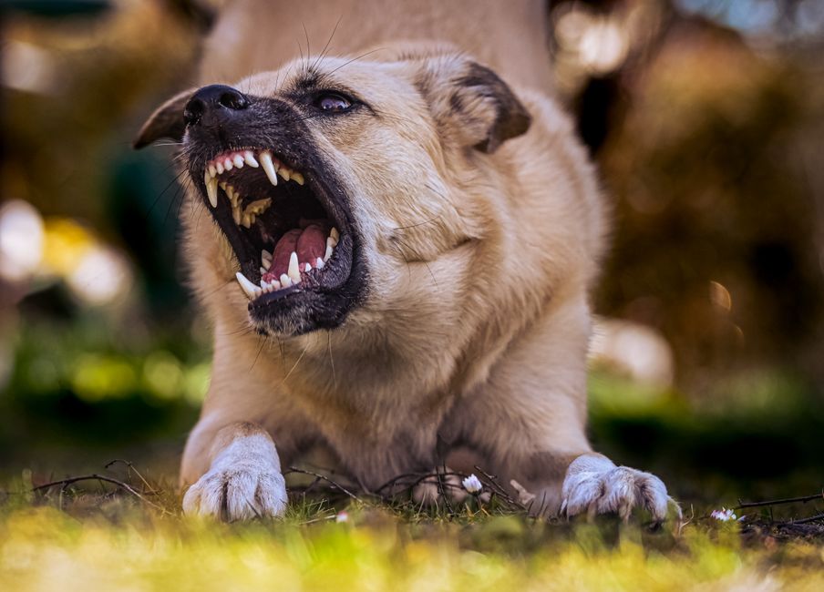 animal attack attorney
