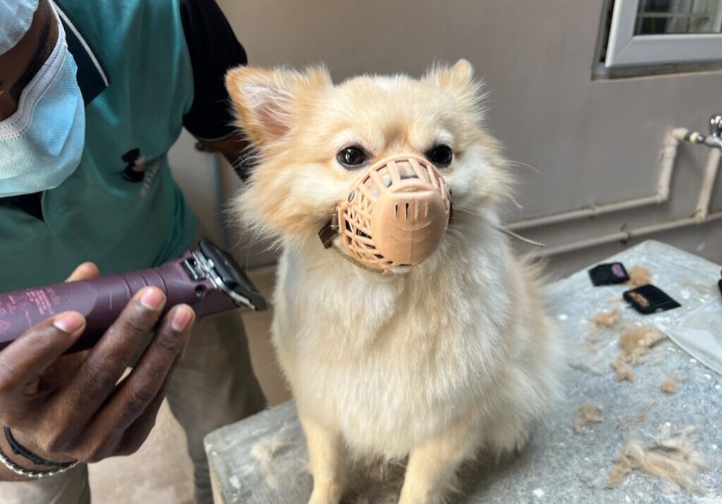 dog-bite-lawyer-philadelphia-complete-guide-image