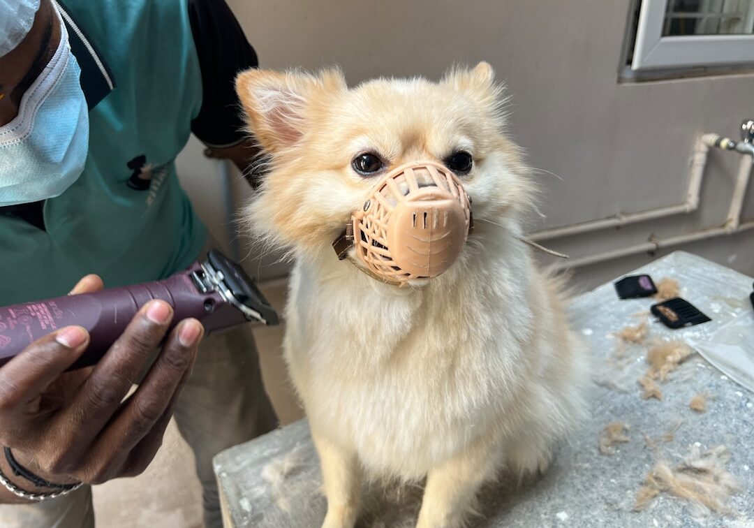 dog bite lawyer Philadelphia