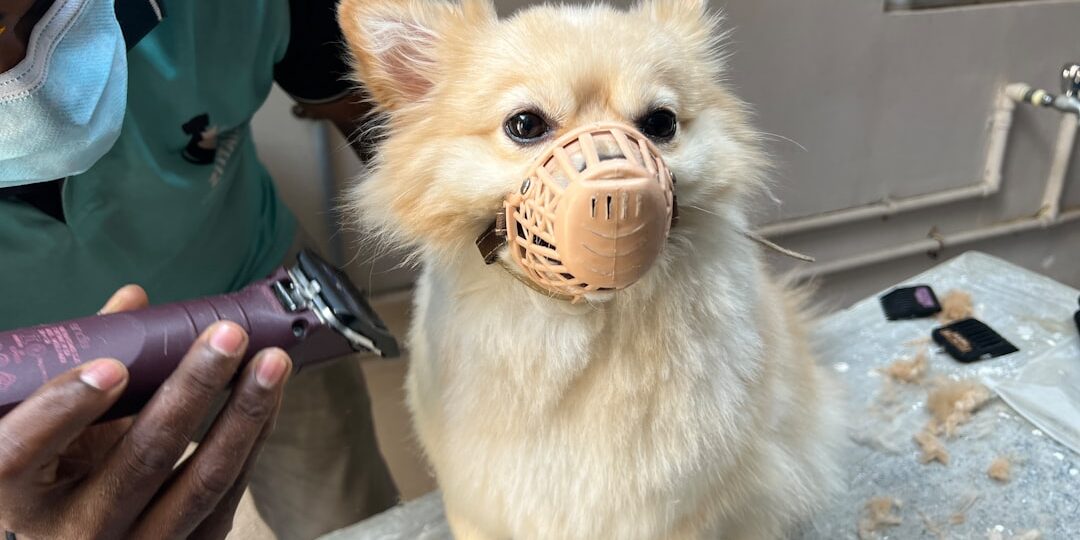 dog-bite-lawyer-philadelphia-complete-guide-image