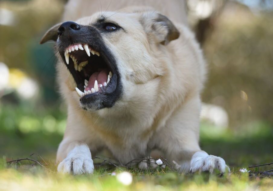 Feasterville animal attack lawyer